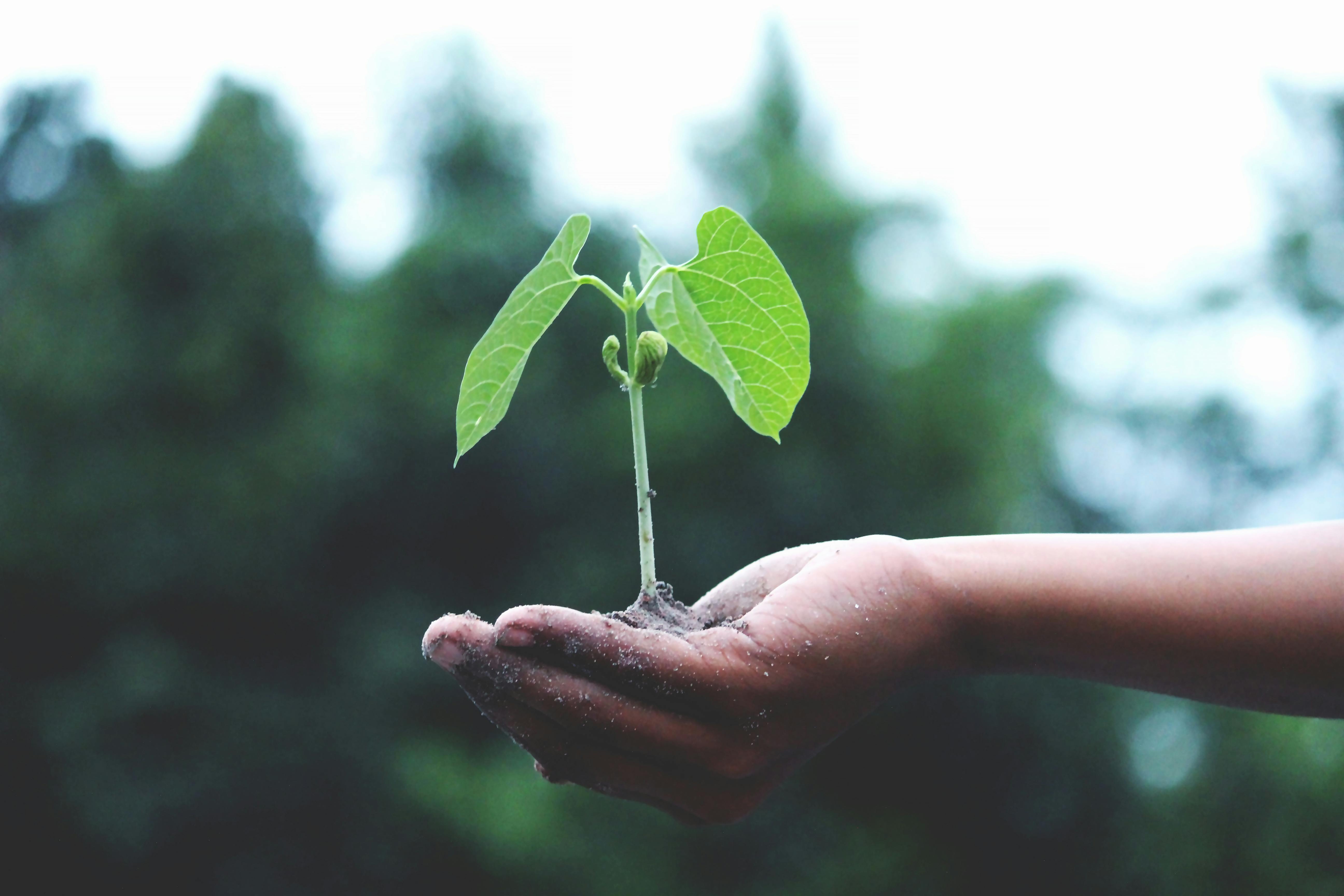 Projet écologique en nature