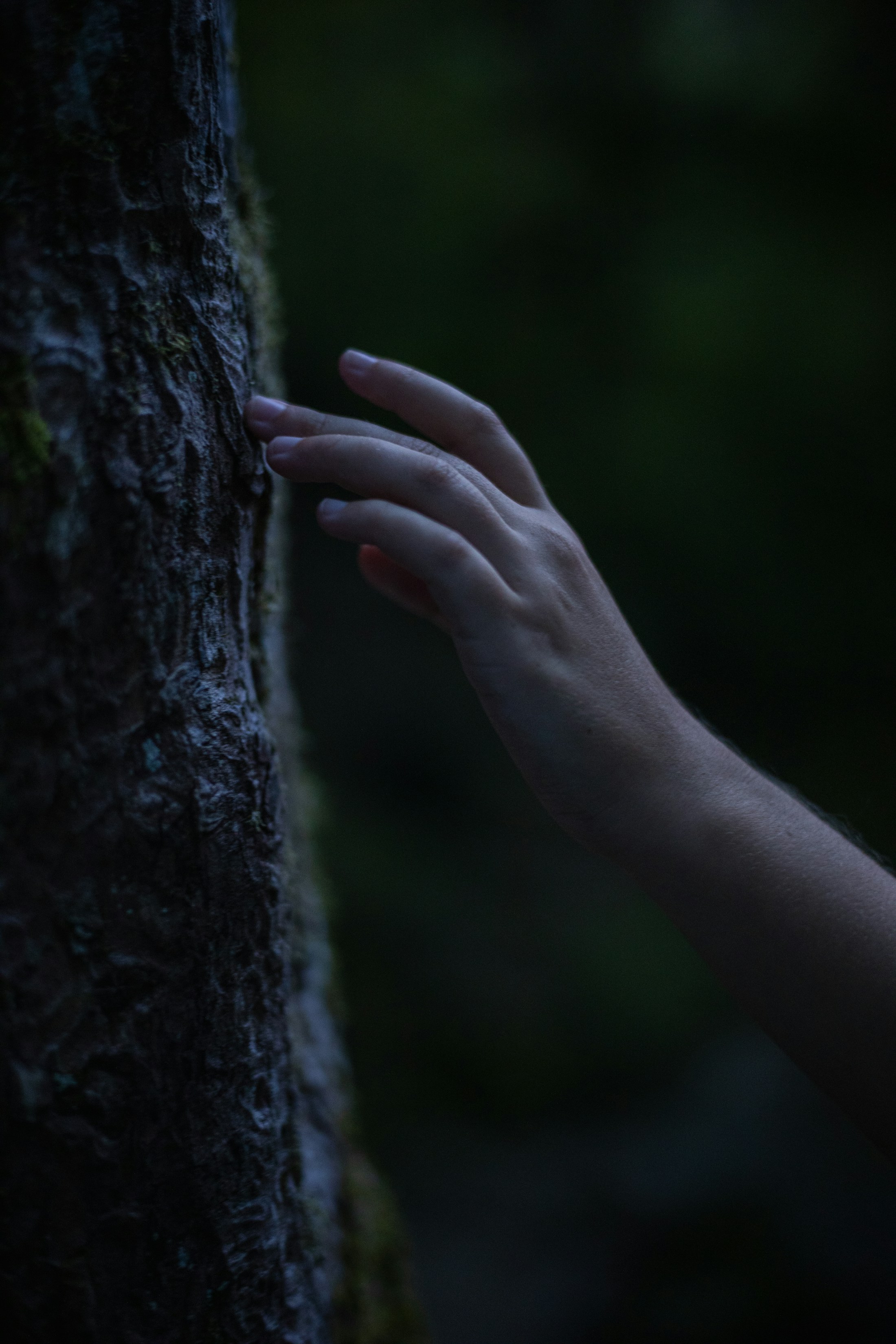 A hand meeting the bark of a tree in low forest light