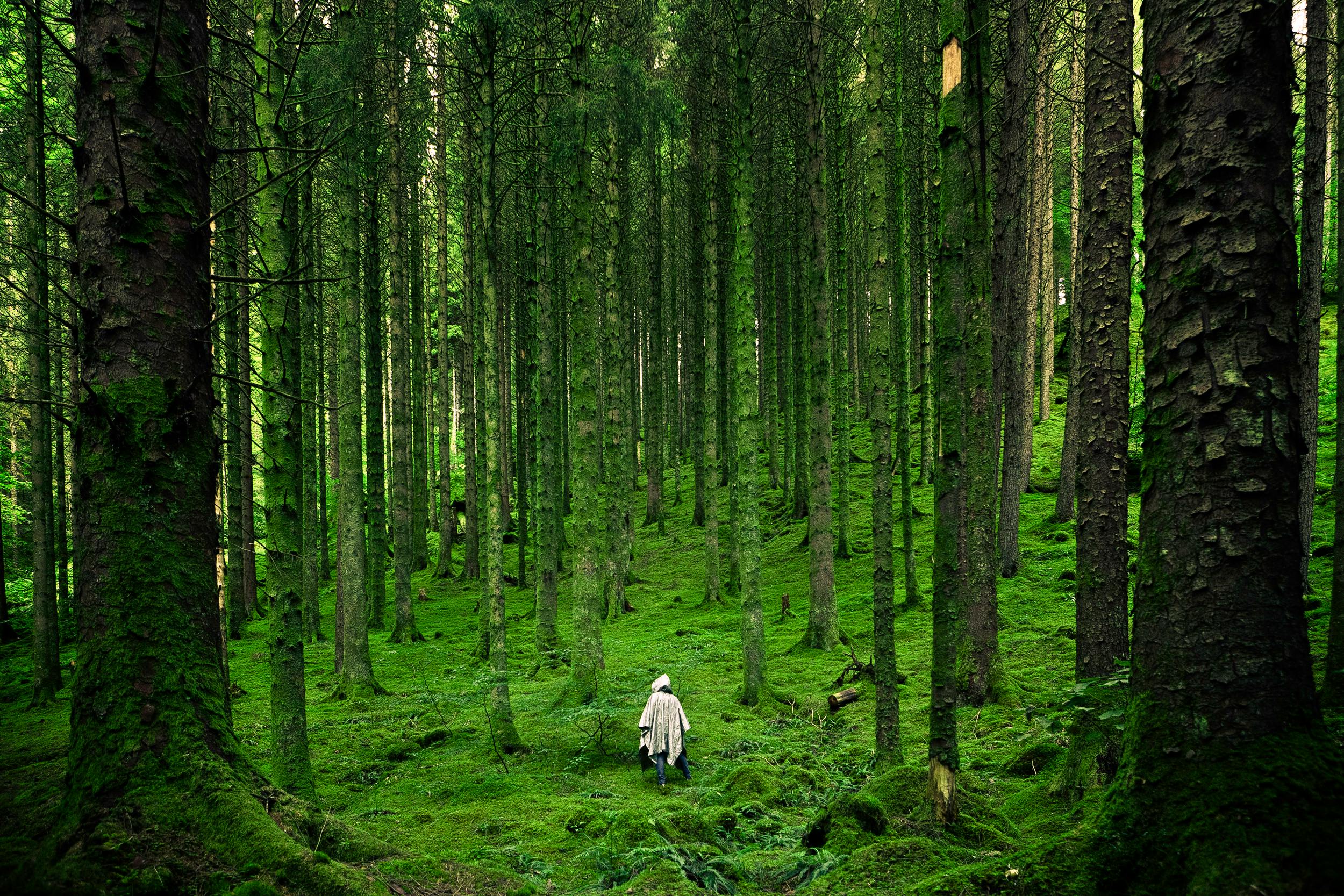 A solitary figure walking through a deep green forest