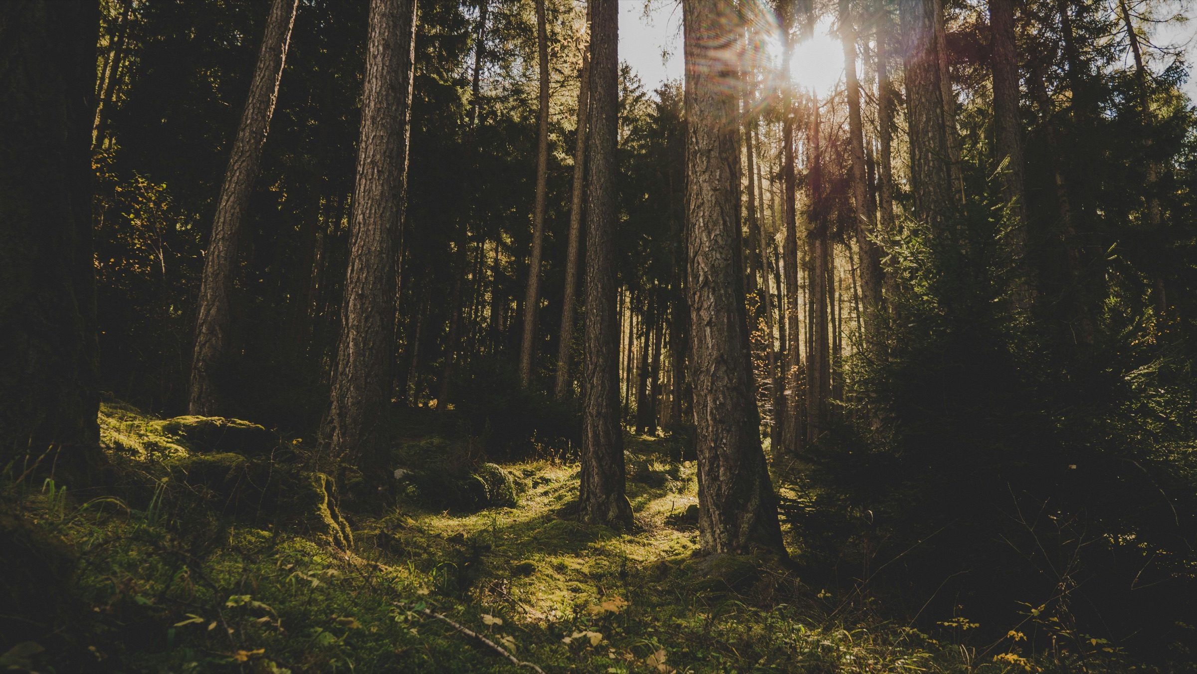 Forest light moving through deep green trees