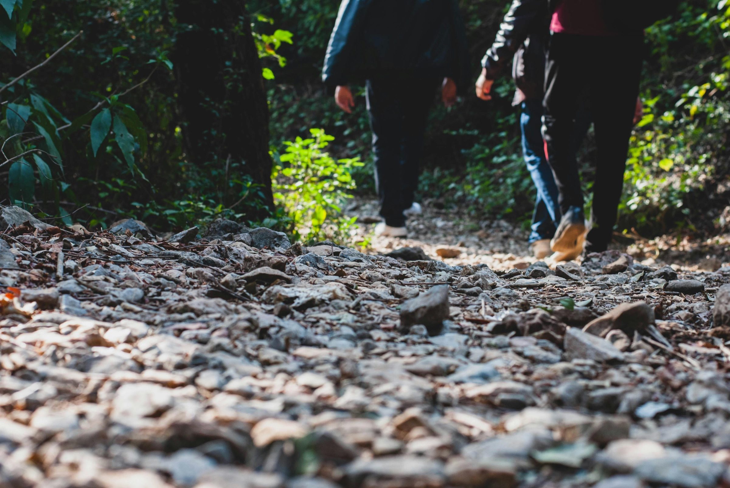 A quiet path through a dense forest