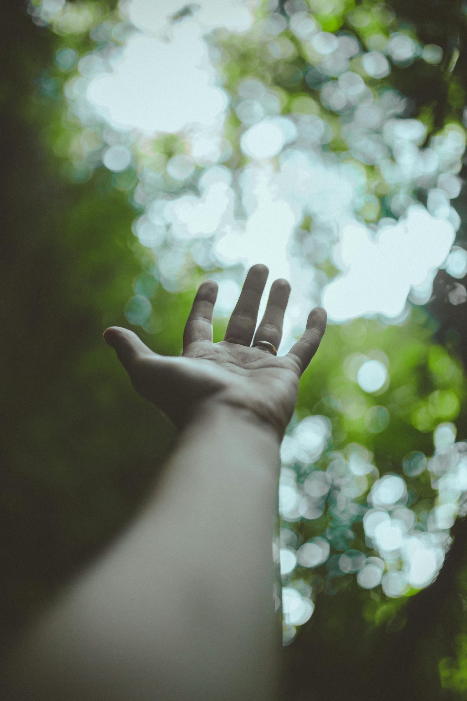 A hand reaching gently through sunlit forest branches