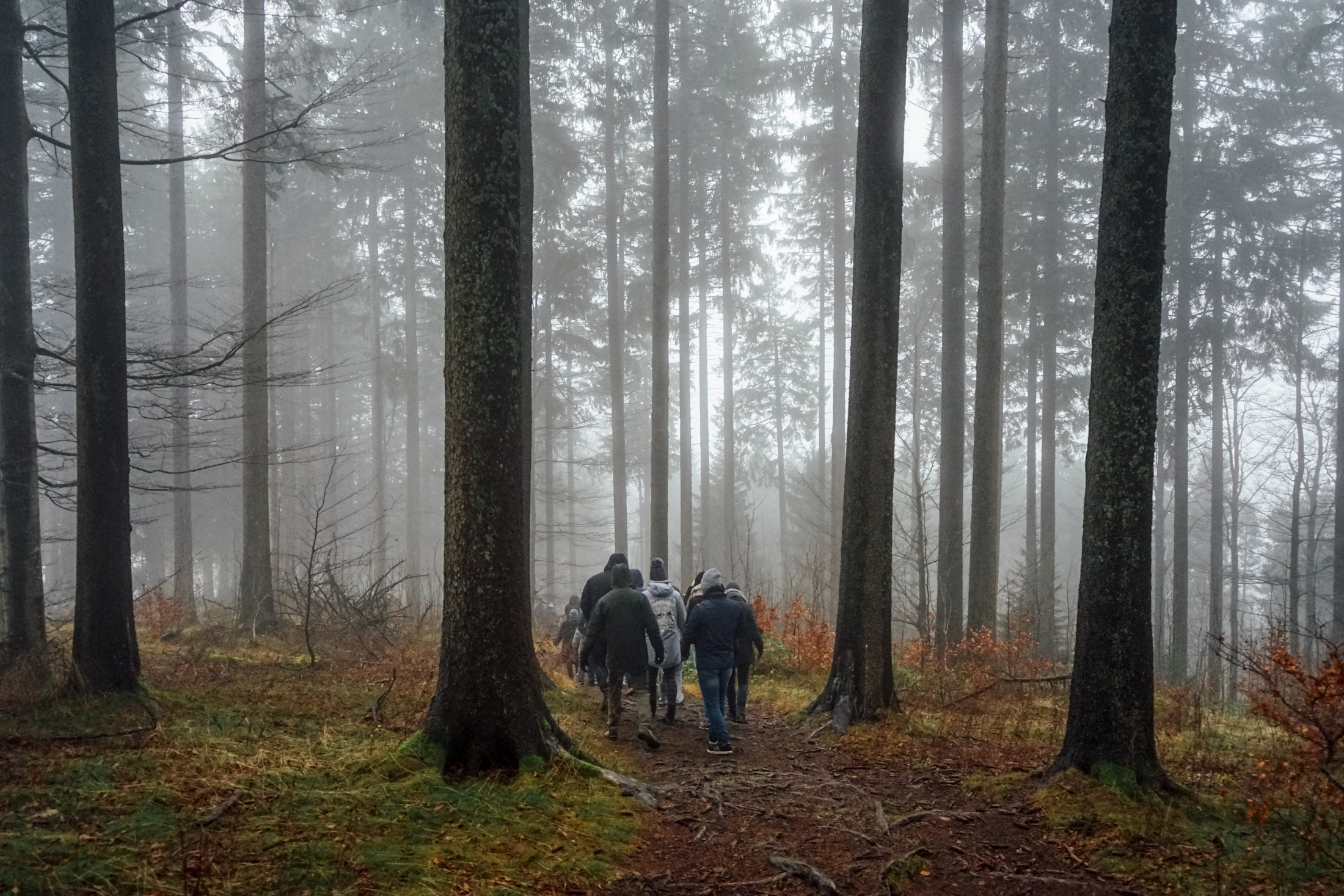 Small group walking together through a misty forest