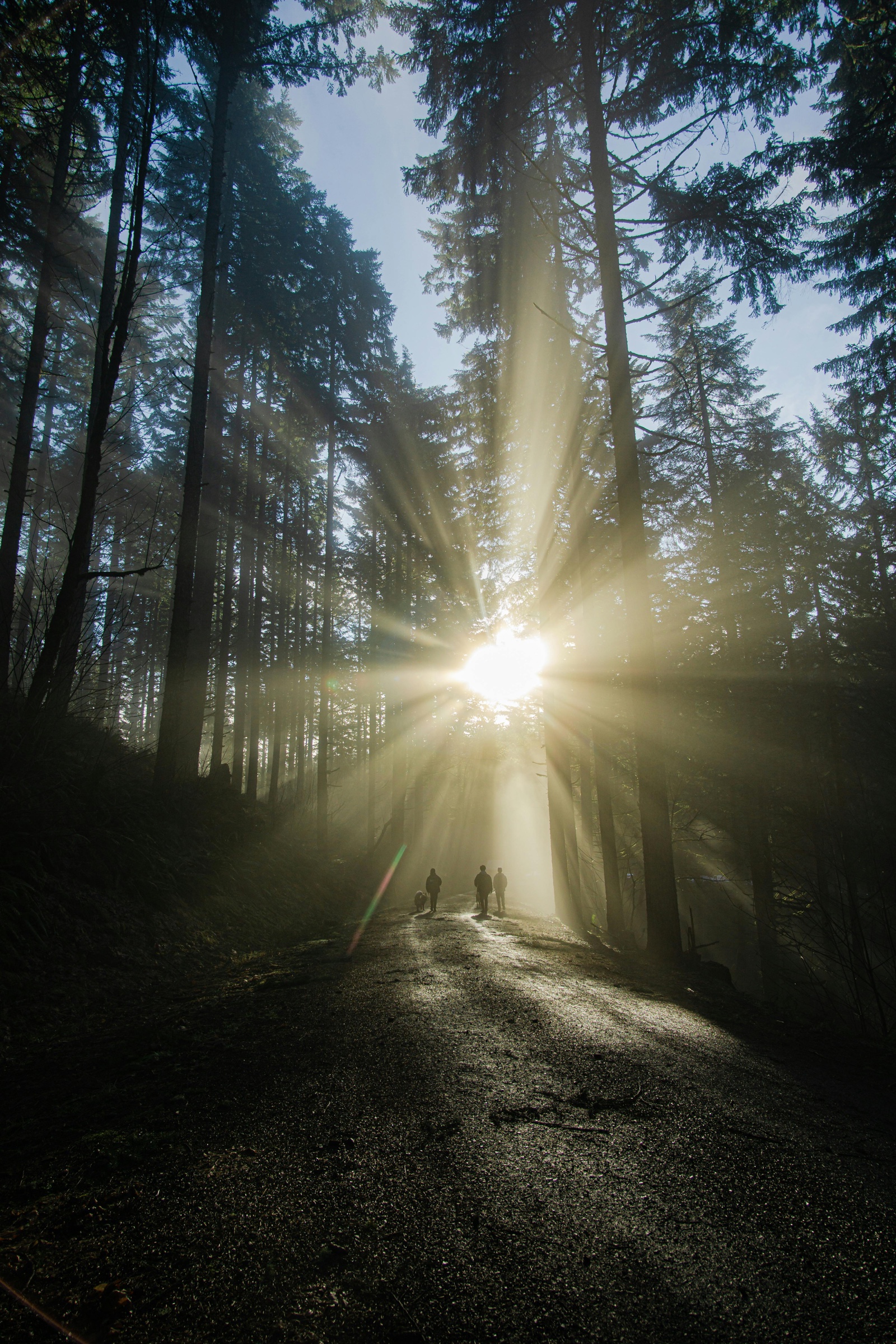 Soft morning sunlight moving through a quiet forest with a few people walking in the distance