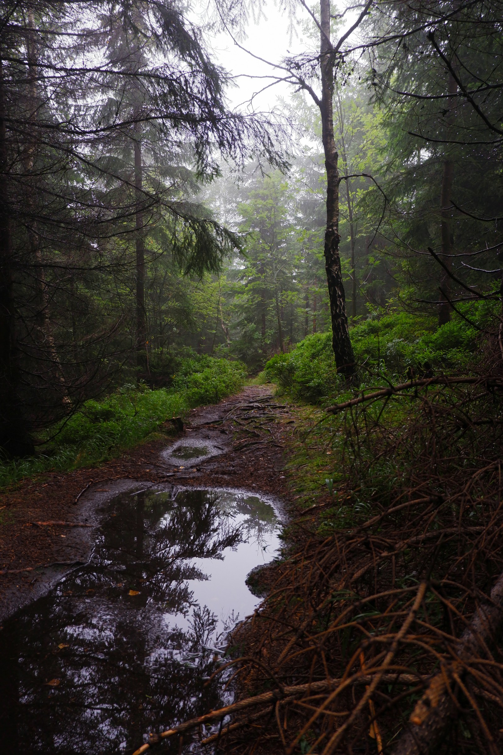 A rain-darkened path moving quietly through the forest